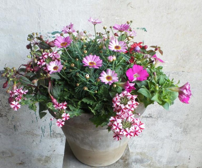 Tuin en balkon planten
