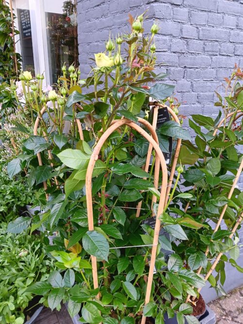 Ecuador Rozen mix samenstelling.